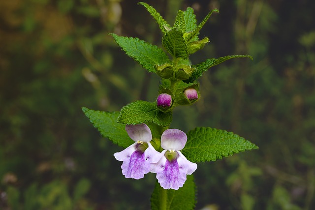 Mélitte Melittis Melissophyllum - 上的免费照片