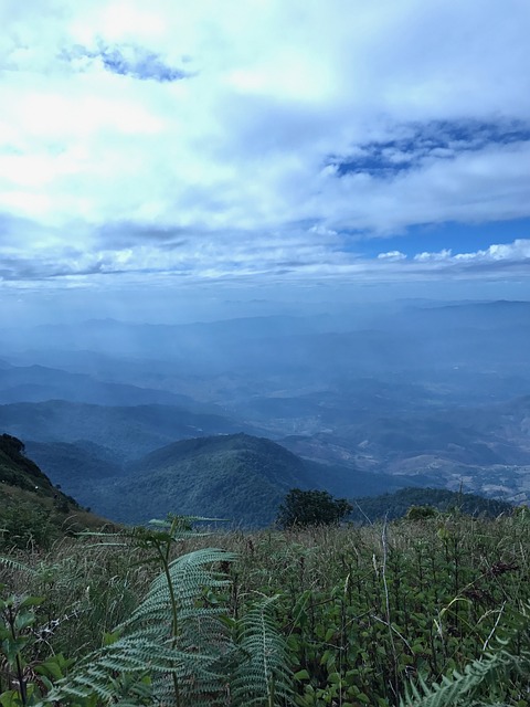 天空 自然 郁金香 - 上的免费照片