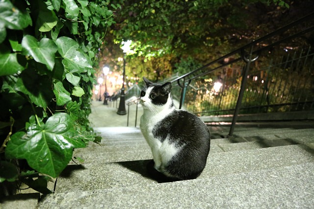 猫 楼梯 巴黎 - 上的免费照片