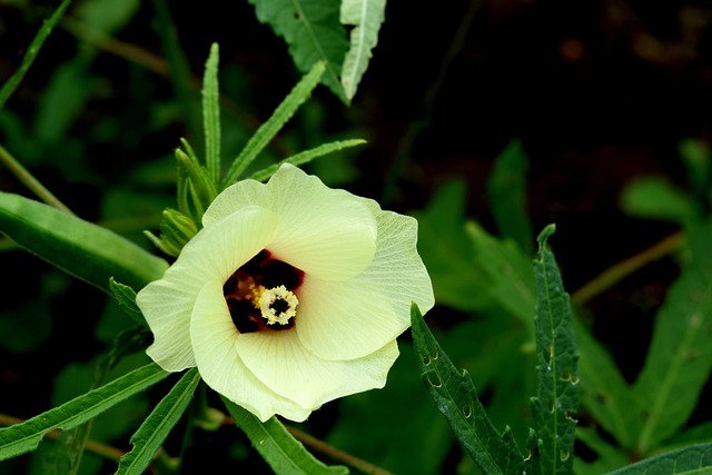 Ladyfinger 花 绿色 - 上的免费照片