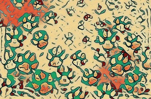 狗 爪子 抽象 - 上的免费图片