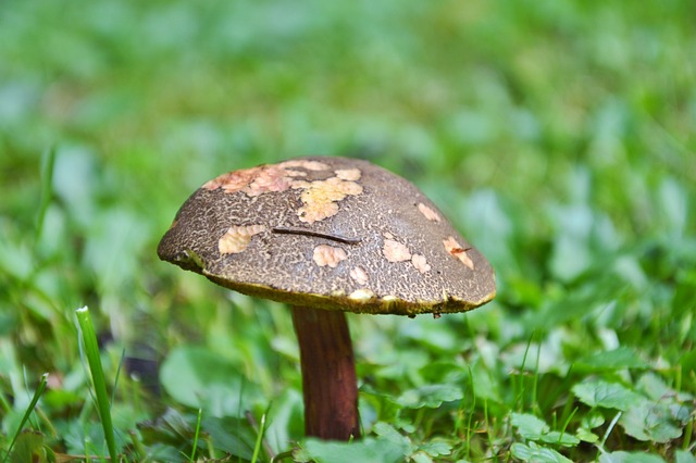 蘑菇 管蘑菇 红色的牛肝菌 - 上的免费照片