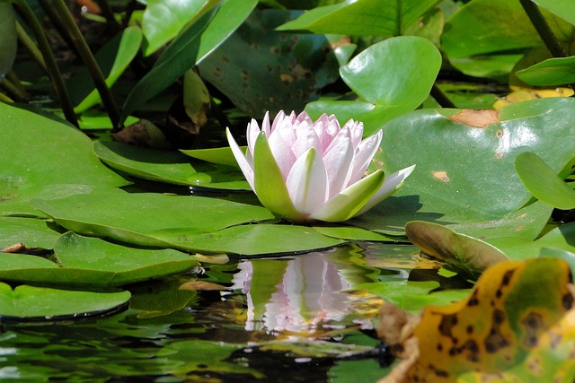 水生植物 睡蓮 蓮花 - 上的免费照片