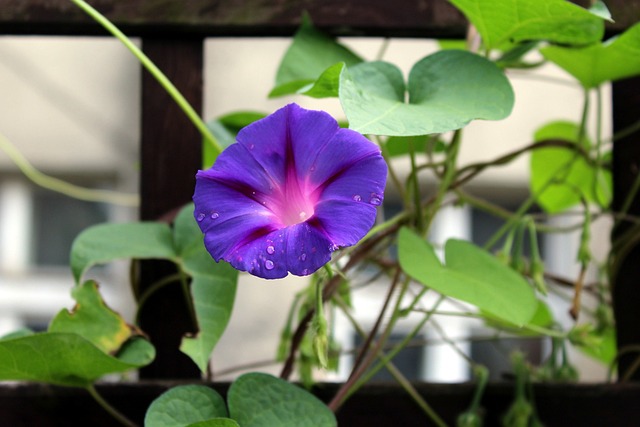 旋花 履带板 紫色的花朵 - 上的免费照片