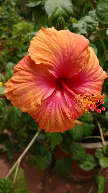 芙蓉 橙色的 丰富多彩的 - 上的免费照片