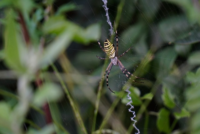黄蜂蜘蛛 圆形 Bruennichi Zebraspinne - 上的免费照片