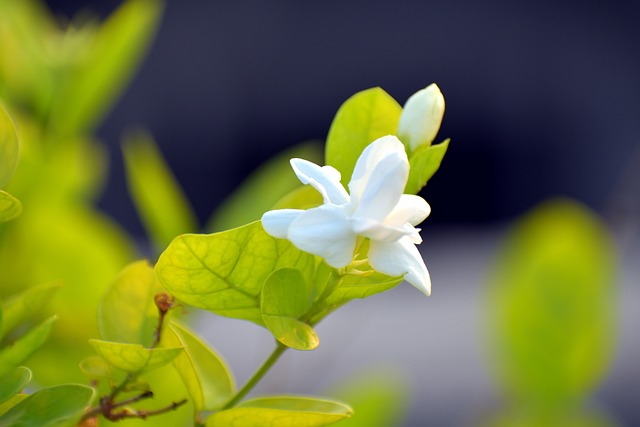 阿拉伯茉莉花 茉莉茉莉 Motia - 上的免费照片
