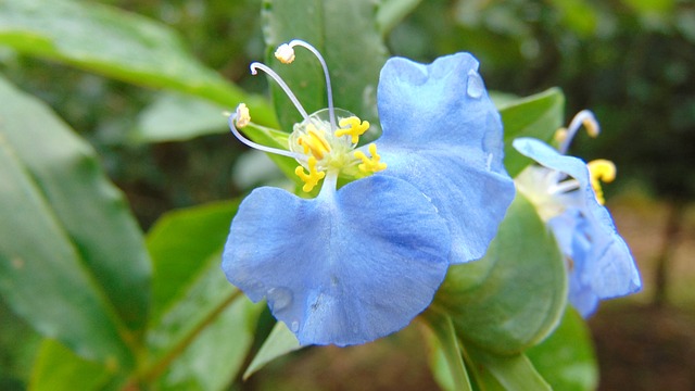 花 蓝色的 绿色 - 上的免费照片