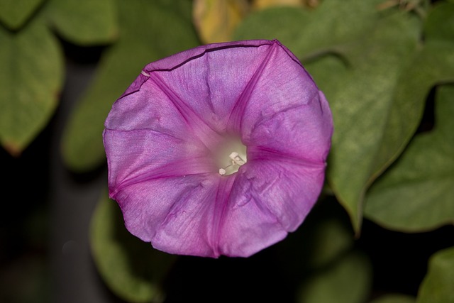 花 紫色 自然 - 上的免费照片