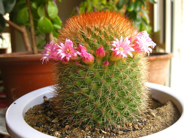 花帽 绿色 - 上的免费照片