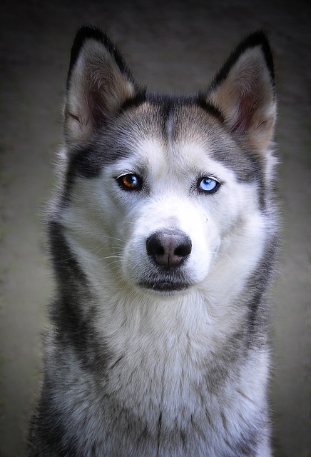 沙哑 狗 西伯利亚雪橇犬 - 上的免费照片