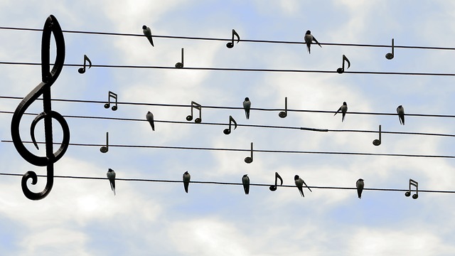鸟类 雨燕 唱歌 - 上的免费照片