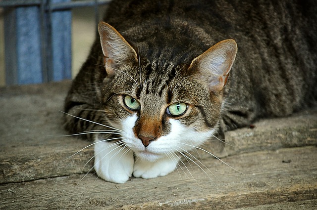 猫的眼睛 猫 猫科动物 - 上的免费照片