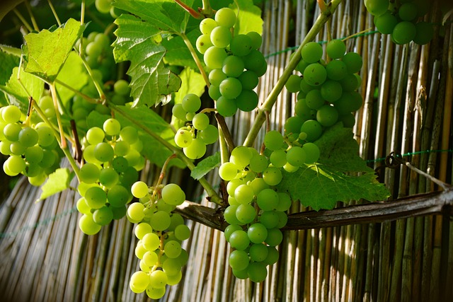 葡萄 葡萄酒种植 绿葡萄 - 上的免费照片