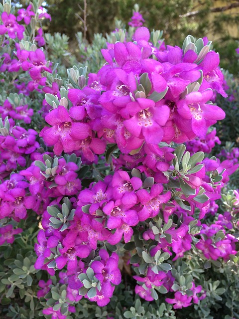 紫鼠尾草 花 紫色的 - 上的免费照片