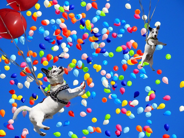 Spassfototo 狗 气球 - 上的免费照片