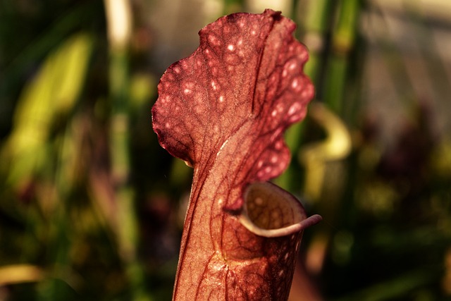 食肉植物 自然 食肉动物 - 上的免费照片