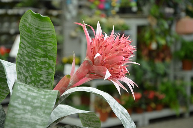 花 植物 Aechmea - 上的免费照片