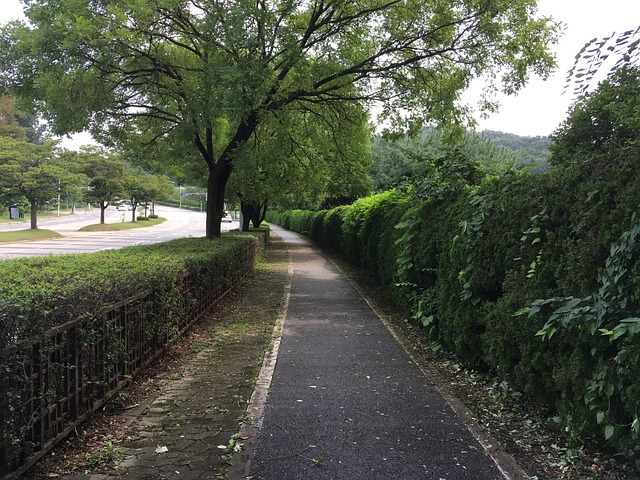 路 树 踪迹 - 上的免费照片