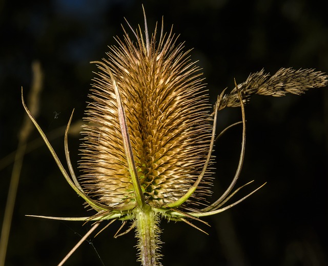 Teasel 花 植物 - 上的免费照片