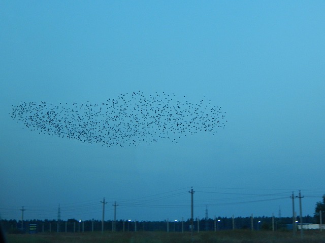 该Murmuration 椋鸟 鸟类 - 上的免费照片