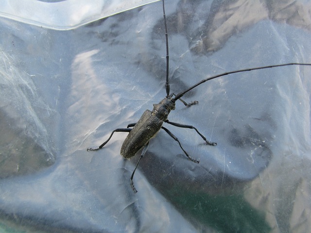 甲虫 触须 黑色的 - 上的免费照片