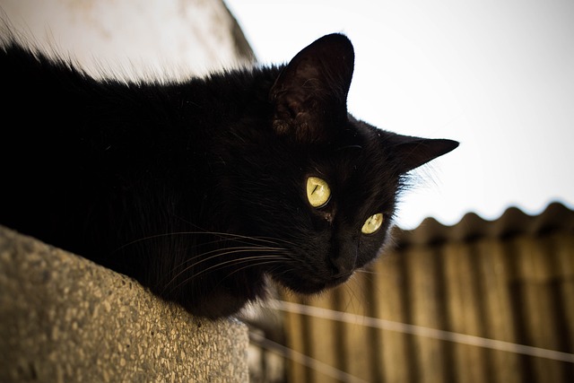 黑猫 Gato Preto - 上的免费照片