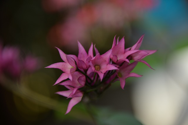 Petits Fleurs 花 - 上的免费照片