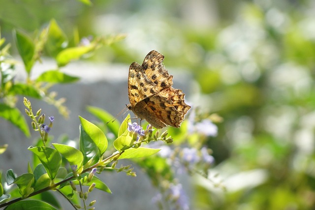 昆蟲 蝴蝶 - 上的免费照片