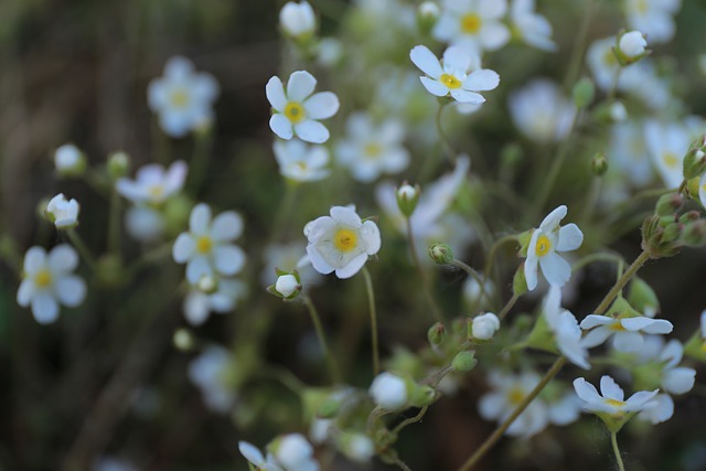 风景 花 - 上的免费照片