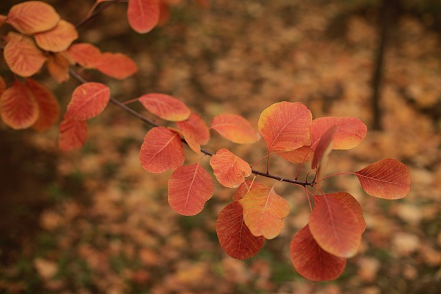 风景 花 - 上的免费照片