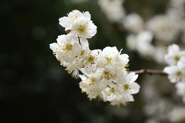 风景 花 - 上的免费照片