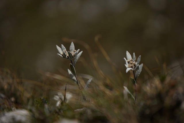 高山 Edelwei? 雪绒花 火绒 Microdochium - 上的免费照片