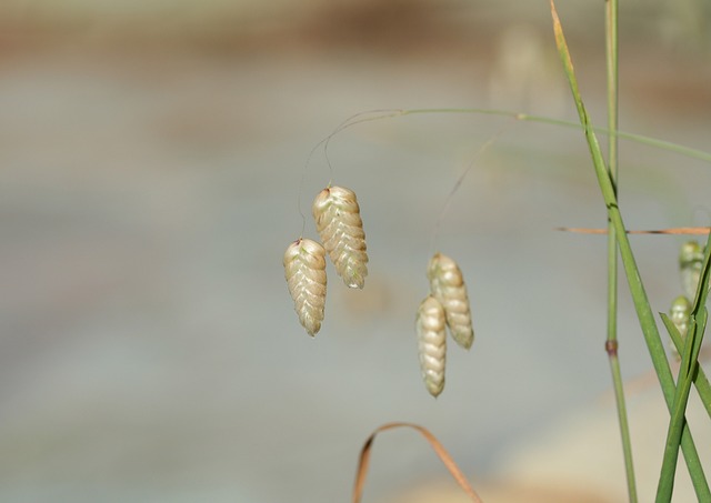 布里扎玛 发抖草 装饰 - 上的免费照片