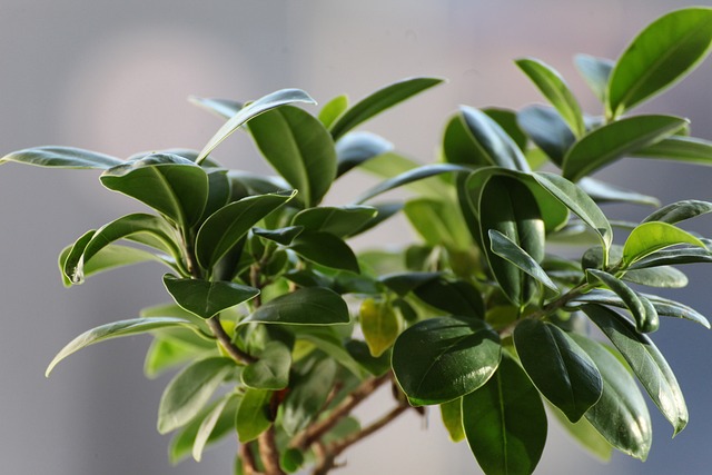 榕 床单 植物 - 上的免费照片