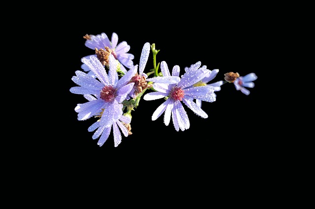 Symphyotrichum Laeve 顺利Aster 孤立 - 上的免费照片