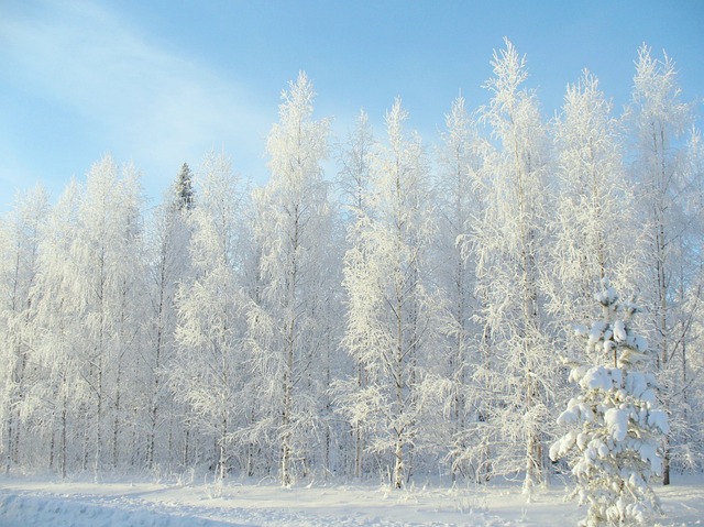 冬季 冬天 森林 - 上的免费照片