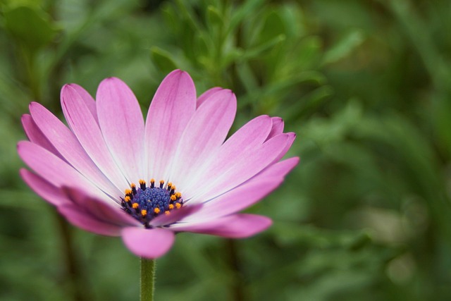伯恩霍尔玛格丽特 Osteospermum Ecklonis - 上的免费照片