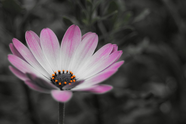 伯恩霍尔玛格丽特 Osteospermum Ecklonis - 上的免费照片