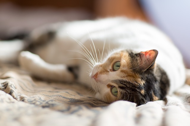 猫 猫科动物 动物 - 上的免费照片