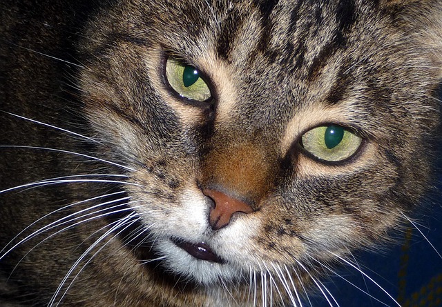 猫 公猫 条纹猫 - 上的免费照片