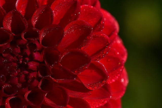 大丽花 红色的 粉色的 - 上的免费照片