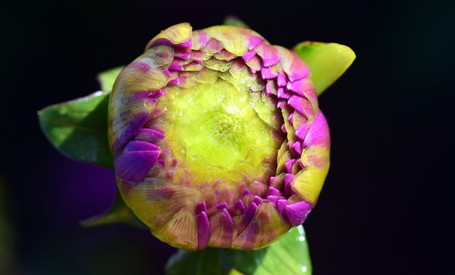 大丽花 粉色的 植物群 - 上的免费照片