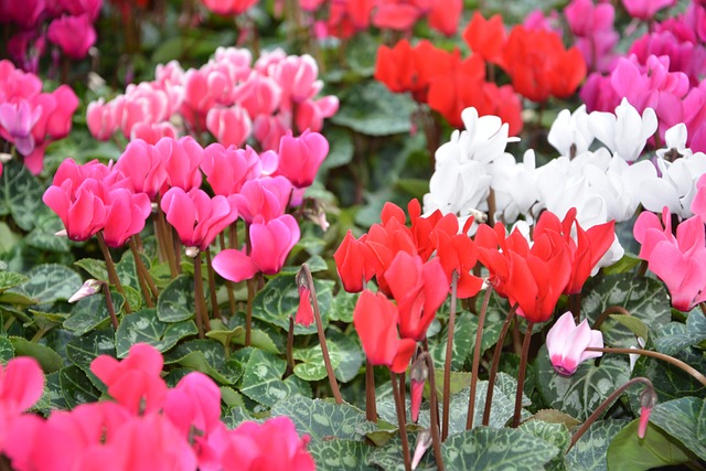 花 植物仙客来 颜色 - 上的免费照片