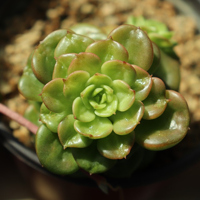 花 花朵 植物 - 上的免费照片