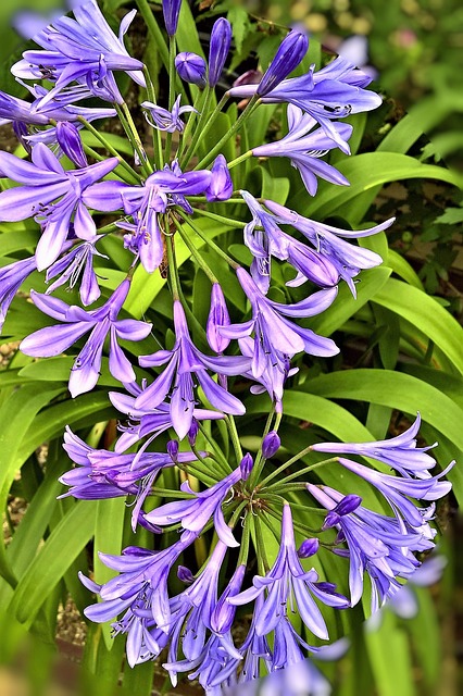 植物 观赏百合 百子花 - 上的免费照片