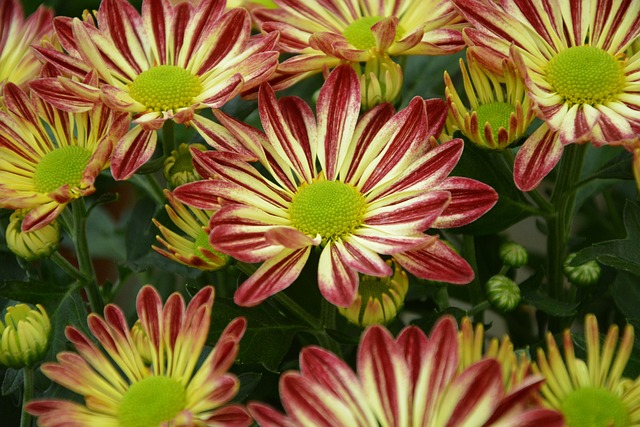 花朵菊花 红色 菊花 - 上的免费照片