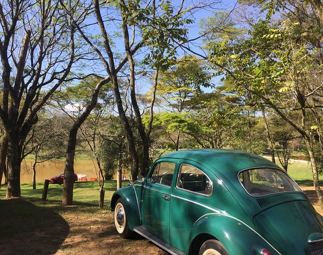 Fusca 自然 - 上的免费照片