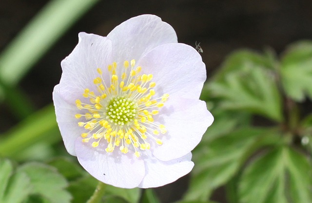 Helleborus Sp Hellebores 园艺 - 上的免费照片