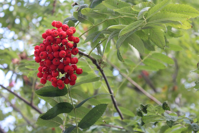 山灰 树 植物 - 上的免费照片